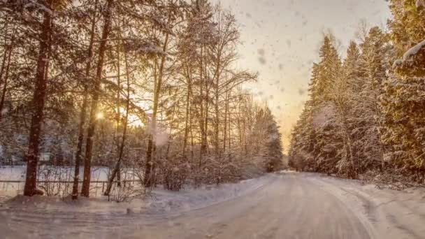 겨울 눈덮인 숲 속의 부드러운 눈, 저녁의 겨울 풍경, 눈 위의 가문비나무 가지 — 비디오