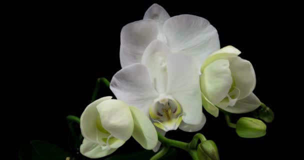 Временной интервал открытия орхидеи 4К на черном фоне — стоковое видео