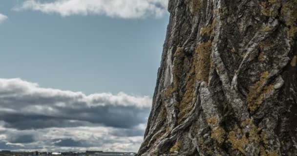 Movimento da câmera ao longo de um tronco de árvore com vista para um céu de outono nublado, lapso de tempo, hiperlapso, bela paisagem de outono — Vídeo de Stock