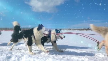 Köpeklerin dizginlediği köpekler çiftleşir. İnsanlarla Husky kızağı, yavaş çekim, video döngüsü.