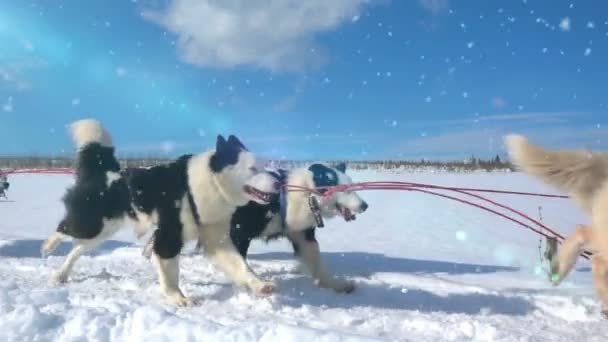 Σκύλοι αξιοποιούνται από τα σκυλιά φυλή Husky έλκει έλκηθρο με τους ανθρώπους, αργή κίνηση, Βίντεο βρόχο — Αρχείο Βίντεο
