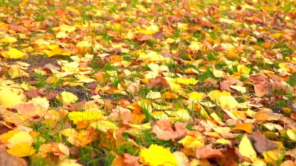 Parco cittadino in autunno, luce del sole, colori autunnali in città — Video Stock