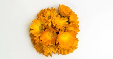 Calendula çiçek açan timelapse .