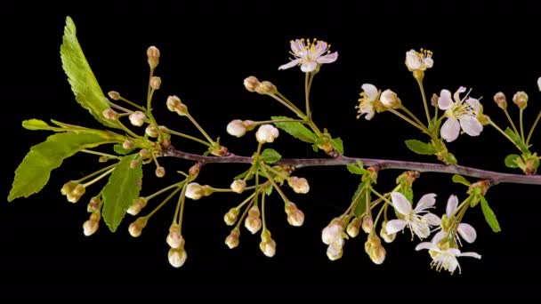 Weiße Blumen blühen an den Zweigen des Kirschbaums. Dunkler Hintergrund. Zeitrahmen.4K. — Stockvideo
