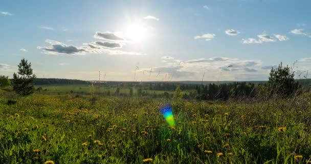 Campo de primavera. Campo de diente de león, luz del atardecer, primavera, libertad. Flores amarillas, hierba verde. Movimiento de la cámara a la derecha, lapso de tiempo, 4k — Vídeos de Stock