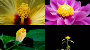 4 videodan oluşan kolaj - Hibiscus ve Peony, makro çekim, zaman aşımı