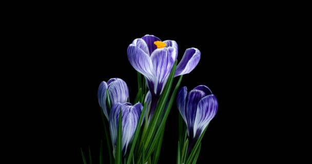 Timelapse of several violet crocuses flowers grow, blooming and fading on black background — Stock Video