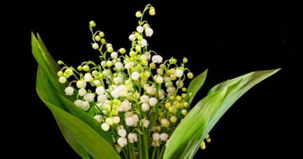 Time lapses shot of the lily of the valley on a black background. — Stock Video