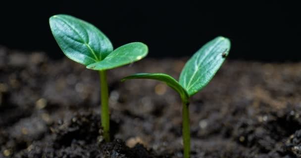 Crecimiento de planta de pepino verde lapso de tiempo. Timelapse siembra, primer plano naturaleza agricultura disparar. Brotan vegetales del suelo. macro — Vídeo de stock