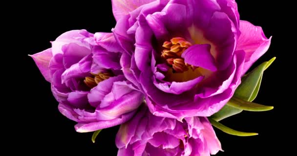 Tulipanes morados. Primer plano de un ramo de tulipanes sobre un fondo negro. Hermoso ramo de tulipanes coloridos. Macro disparó. Primavera, Feliz Día de las Madres, San Valentín, 4k — Vídeos de Stock