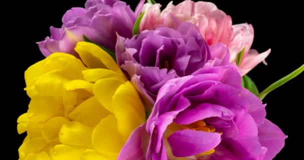 カラフルなチューリップ。黒を背景にチューリップの花束のクローズアップ。カラフルなチューリップの美しい花束。マクロショット。春の時間、幸せな母の日、バレンタインデー、 4k — ストック動画