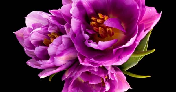 Lila tulipán. Egy közeli kép egy csokor tulipánról fekete háttérrel. Gyönyörű csokor színes tulipán. Makró lövés. Tavasz, Boldog Anyák Napja, Valentin Nap, 4k, alfa csatorna — Stock videók