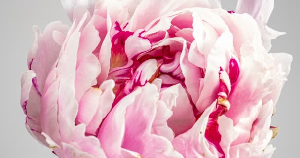 Bonito fundo Peony rosa. Flor de peônia florescente aberta, lapso de tempo, close-up. Cenário de casamento, conceito do Dia dos Namorados. 4K UHD vídeo timelapse — Vídeo de Stock