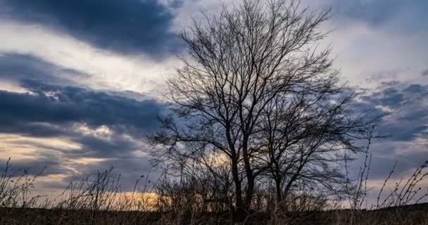 O movimento suave da câmera entre os ramos das árvores. O sol da noite através de nuvens azuis, lapso de tempo, hiperlapso. Bela paisagem — Vídeo de Stock