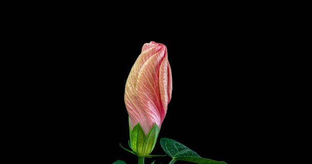 Timelapse de la fleur d'hibiscus fleurissant sur un fond noir — Video