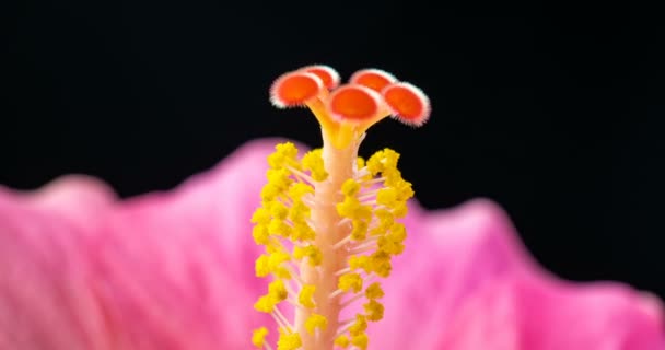 Macro timelapse vídeo de rosa hibisco flor florescendo 4K — Vídeo de Stock