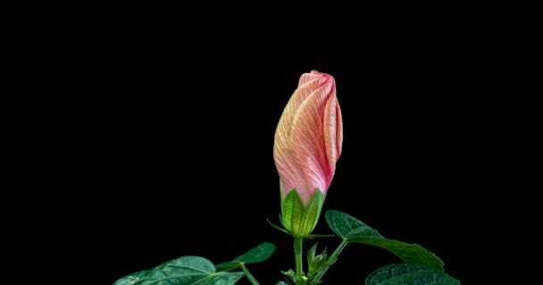 Timelapse του ροζ άνθους ιβίσκου ανθίζει σε μαύρο φόντο — Αρχείο Βίντεο