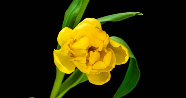 Žlutý tulipán otevírací čas vypršel na černém pozadí — Stock video