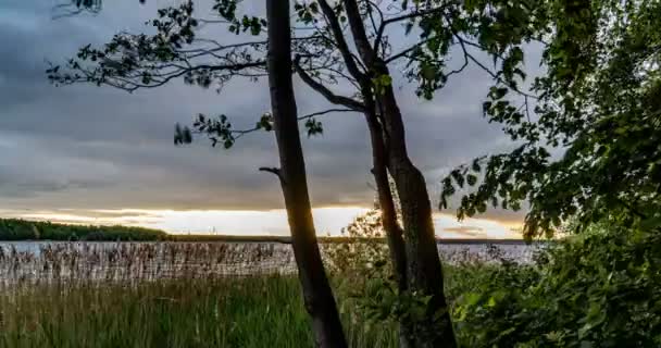 Foresta Verde. Foresta delle fate degli alberi di pino. Schema degli alberi. Movimento telecamera all'interno della foresta. Splendida foresta verde di montagna in estate. Tramonto sul lago. Movimento della fotocamera a destra, time lapse 4k. — Video Stock