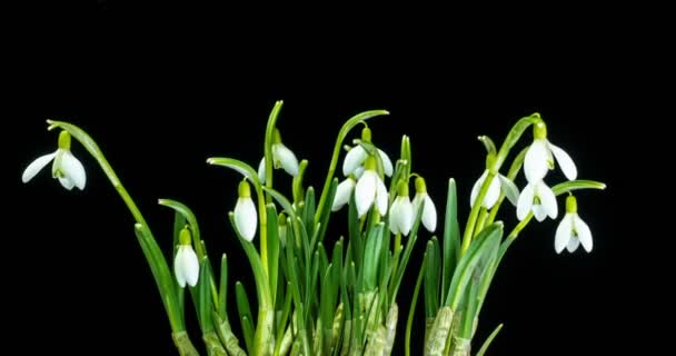 El ramo de la primavera galanthus sobre el fondo negro, las nevadas primaverales, el lapso de tiempo — Vídeos de Stock