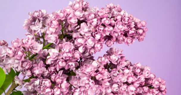 Lilac bloemen bos achtergrond. Prachtige open violette Lilac bloem Pasen ontwerp close-up. Schoonheid geurige kleine bloemen open close-up. Natuur bloeiende bloemen achtergrond. Tijdsverloop 4K video — Stockvideo