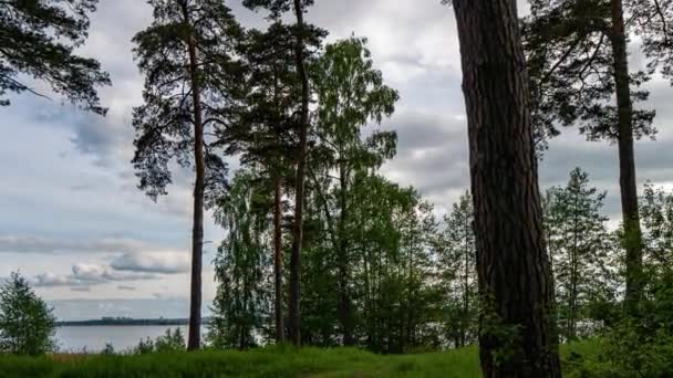 Mooi, zomer, dennenlandschap, verlicht door de stralen van de zon, time lapse, hyperlapse — Stockvideo