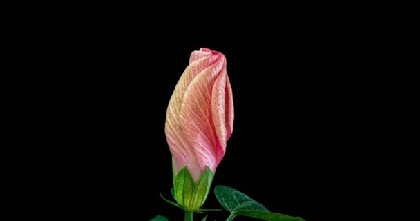 Movimiento lento, flores de hibisco sobre fondo negro, rosa china, canal alfa — Vídeos de Stock