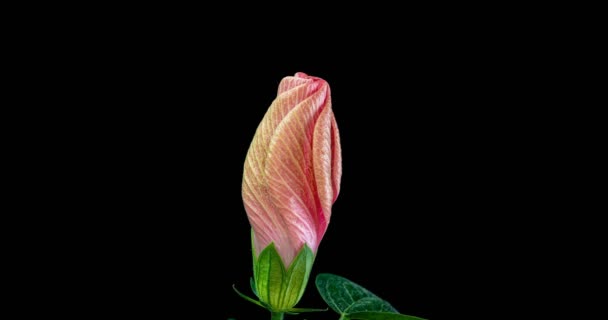 Slow motion, pink hibiscus flower blossoms on black background, Chinese rose, two videos, macro — Stock Video