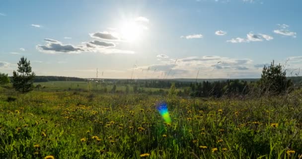 Campo de primavera. Campo de dente-de-leão, luz do pôr-do-sol, primavera, liberdade. Flores amarelas, grama verde. Movimento da câmera à direita, lapso de tempo, 4k — Vídeo de Stock