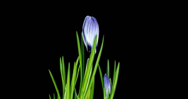 보라색 크로커스 꽃 몇 송이가 자라서 검은 배경에서 꽃이 피고 쇠잔 해 가는 모습 — 비디오