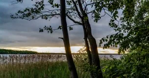 Grünwald. Kiefernwald. Bäume mustern. Kamerabewegung im Wald. Wunderschöner grüner Bergwald im Sommer. Sonnenuntergang über dem See. Kamerabewegung nach rechts, Zeitraffer 4k. — Stockvideo