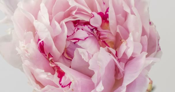 Bloeiende roze pioen op een witte achtergrond, time lapse, close-up. — Stockvideo