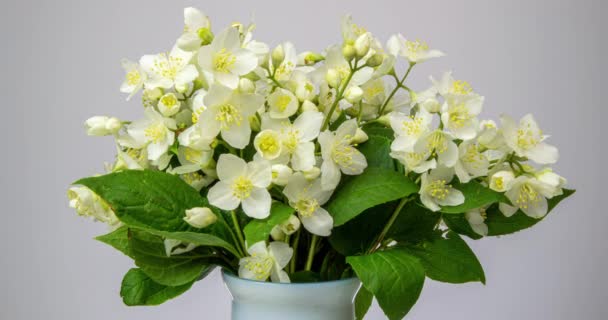 Bouquet di un bellissimo cespuglio di alberi durante la fioritura del gelsomino su sfondo bianco. Il tempo gira fiore bianco. Filmati girati in 4k con luce naturale — Video Stock