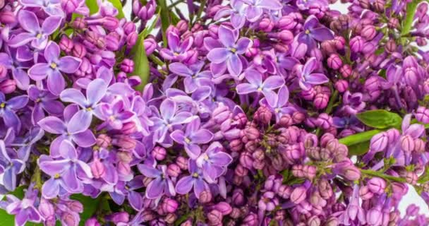 Lilac květiny spoustu pozadí. Krásné otevření fialové Lilac květiny Velikonoční design detailní up. Krása vonící malé květiny otevřít detailní záběr. Příroda kvetoucí květiny na pozadí. Časový odstup 4K video — Stock video