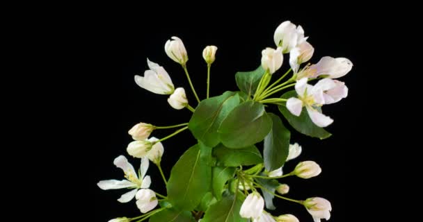 White Flowers Blossoms on the Branches apple Tree. Dark Background. Timelapse.4K. — Stock Video