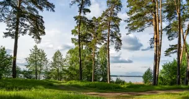 Beautiful, summer, pine landscape, lit by the rays of the sun, time lapse, hyperlapse — Stock Video