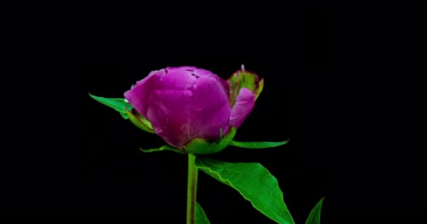 Timelapse av rosa pion blomma blommar på svart bakgrund. Blommande pion blomma öppen, tiden förfaller, närbild. Bröllopsbakgrund, Alla hjärtans dag koncept. Timelapse i 4K UHD-video — Stockvideo