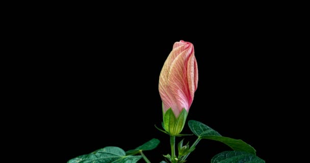 Timelapse de la flor de hibisco floreciendo sobre un fondo negro — Vídeo de stock