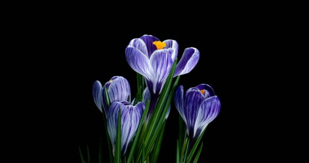 Timelapse of some violet crocuses flowers grow, blooming on black background, format with ALPHA transparency channel isolated on black background, spring, easter — Stok Video