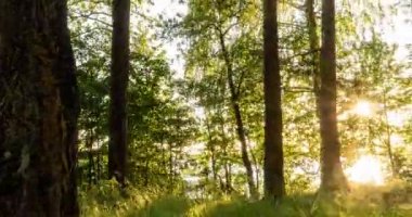 Yeşil Orman. Pine Trees Peri Ormanı. Ağaçlar. Ormanın içinde hareketlilik var. Yazın harika yeşil dağ ormanları