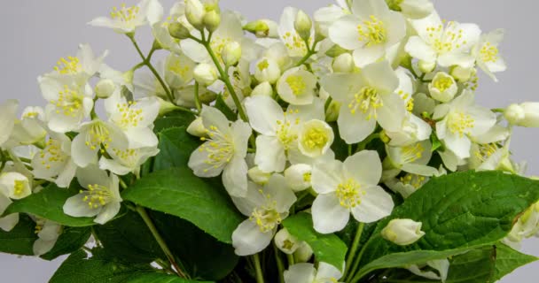 白い背景にジャスミンの開花中の美しい木の茂みの花束。時間は白い花を周回します。自然光で4kで撮影した映像。マクロ. — ストック動画