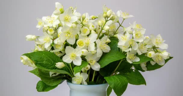 Buquê de um belo arbusto de árvore durante a floração de jasmim no fundo branco. Tempo volta flor branca. Filmagem filmada em 4k com luz natural do dia — Vídeo de Stock