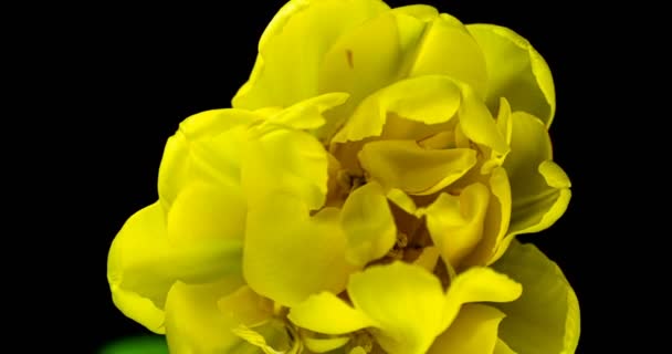 Tempo di apertura tulipano giallo su sfondo nero, canale alfa. macro tiro. su sfondo nero, Primavera, Felice Festa della Mamma, San Valentino, Pasqua, 4k. — Video Stock