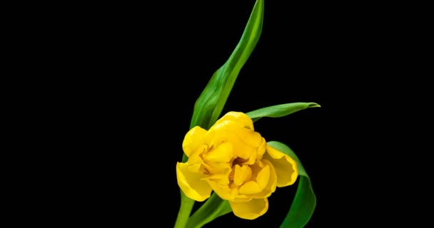 Час відкриття жовтого тюльпана на чорному тлі — стокове відео