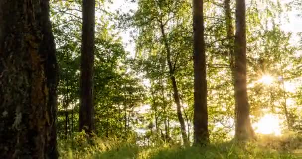 Зеленый лес. Сосновый лес фей. Деревья рисунок. Движение камеры внутри леса. Прекрасный зеленый горный лес летом — стоковое видео