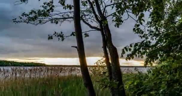 Grünwald. Kiefernwald. Bäume mustern. Kamerabewegung im Wald. Wunderschöner grüner Bergwald im Sommer. Sonnenuntergang über dem See. Kamerabewegung nach rechts, Zeitraffer 4k. — Stockvideo