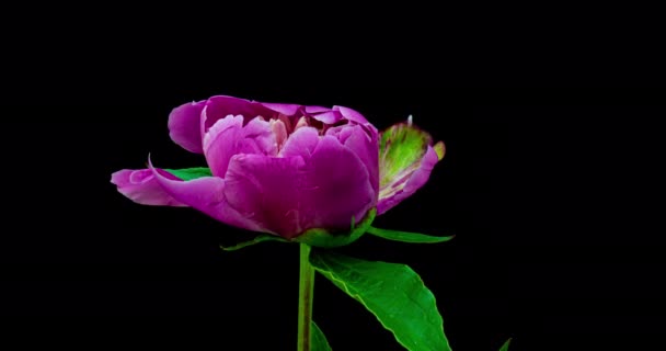 Rózsaszín bazsarózsa virág virágzik a fekete háttér. Virágzó bazsarózsa virág nyitva, időeltolódás, közelkép. Esküvői háttér, Valentin-napi koncepció. 4K UHD videó időintervallum. alfa-csatorna. — Stock videók