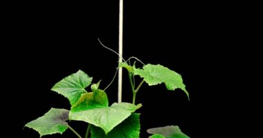 İki salatalığın büyümesi siyah bir arka planda bir desteğe, bir zaman dilimine tutunmaya çalışıyor. Salatalık destek arıyor..
