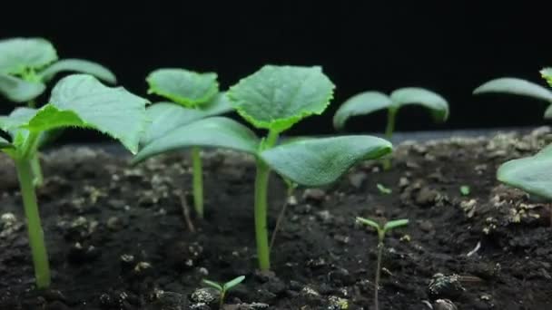 Movimento da câmera passado os brotos jovens crescentes de mudas de pepino, tiro macro, hiper voltas, lapso de tempo — Vídeo de Stock