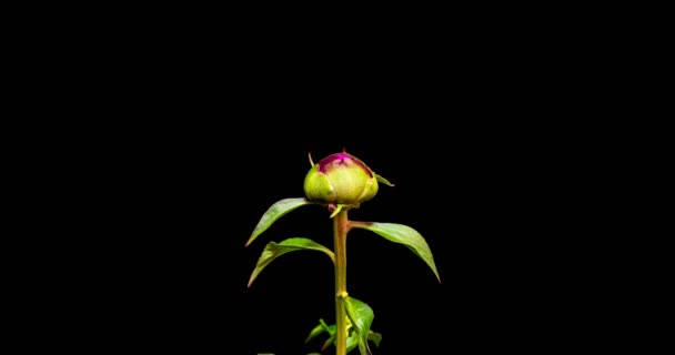 Timelapse de fleur de pivoine rose fleurissant sur fond noir. Fleur de pivoine épanouie ouverte, gros plan. Fond de mariage, Saint Valentin. Vidéo 4K UHD, macro plan du centre de la pivoine étamine — Video